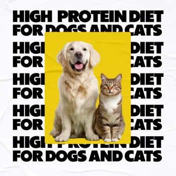 High-Protein Dog Diet: What Counts and When It Helps